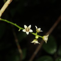 Semecarpus acuminatus Thwaites